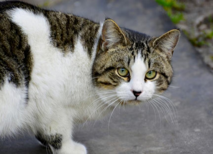 Mēs esam ceļa sākumā